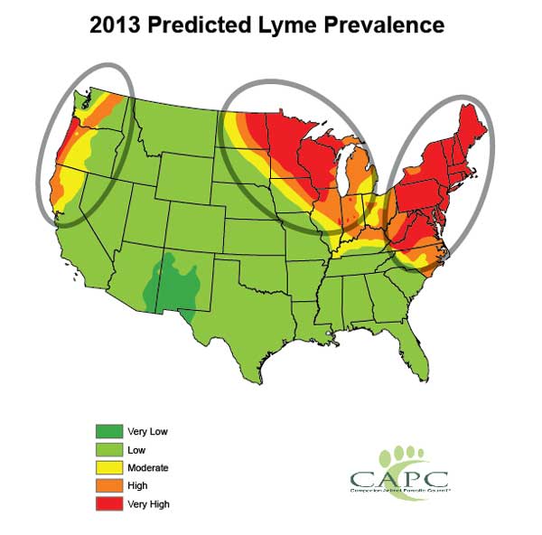 Preventing Lyme Disease in Dogs